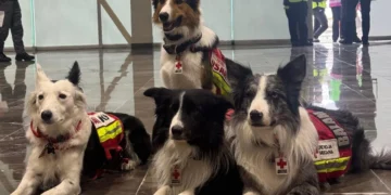Héroes de cuatro patas: cómo encuentran vida entre los escombros