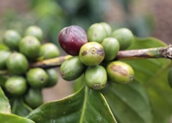 El Café dominicano se exportó a más de 53 mercados internacionales