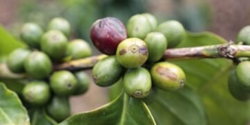 El Café dominicano se exportó a más de 53 mercados internacionales