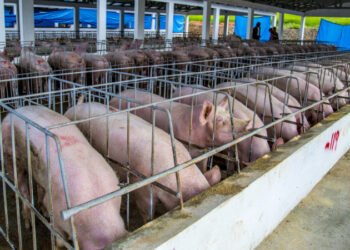 La peste porcina transformó la porcicultura dominicana y elevó la dependencia de las importaciones