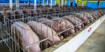 La peste porcina transformó la porcicultura dominicana y elevó la dependencia de las importaciones