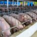 La peste porcina transformó la porcicultura dominicana y elevó la dependencia de las importaciones