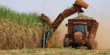 Mecanización de la industria azucarera en República Dominicana aumenta al 70% en los últimos cinco años