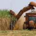 Mecanización de la industria azucarera en República Dominicana aumenta al 70% en los últimos cinco años