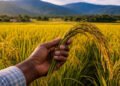 Agricultura y sector arrocero lanzan estrategia nacional para combatir el chinche de la espiga
