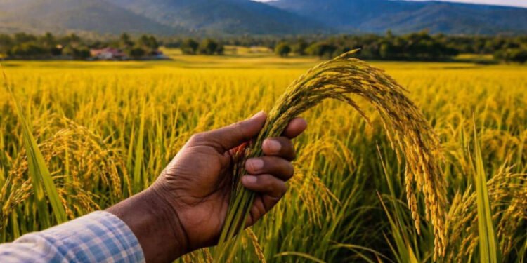 Agricultura y sector arrocero lanzan estrategia nacional para combatir el chinche de la espiga