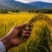 Agricultura y sector arrocero lanzan estrategia nacional para combatir el chinche de la espiga