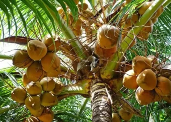 República Dominicana tiene ya 5,000 productores y 880,000 tareas sembradas de coco