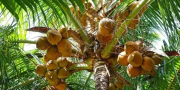 República Dominicana tiene ya 5,000 productores y 880,000 tareas sembradas de coco