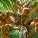 República Dominicana tiene ya 5,000 productores y 880,000 tareas sembradas de coco