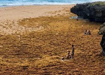 Sargazo cubre el mar en Las Galeras y crea impactante escena de niños “caminando sobre el agua”