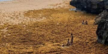 Sargazo cubre el mar en Las Galeras y crea impactante escena de niños “caminando sobre el agua”