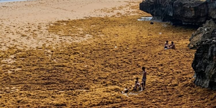 Sargazo cubre el mar en Las Galeras y crea impactante escena de niños “caminando sobre el agua”