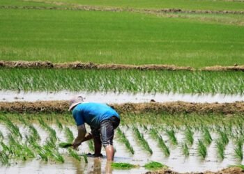 Producción de arroz cae -10.5% en el primer semestre de 2026