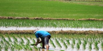 Producción de arroz cae -10.5% en el primer semestre de 2026
