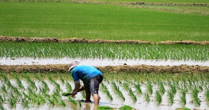 Producción de arroz cae -10.5% en el primer semestre de 2026