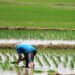 Producción de arroz cae -10.5% en el primer semestre de 2026