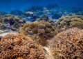 Iberostar apuesta por la ciencia para conservación de arrecifes de coral en RD