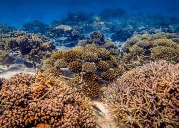 Iberostar apuesta por la ciencia para conservación de arrecifes de coral en RD