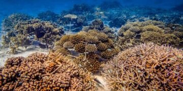 Iberostar apuesta por la ciencia para conservación de arrecifes de coral en RD