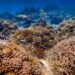 Iberostar apuesta por la ciencia para conservación de arrecifes de coral en RD