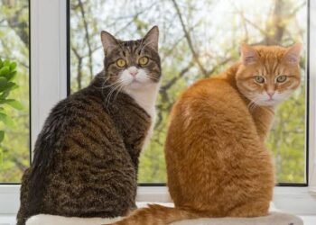 ¿Es cierto que los gatos nos ven como felinos grandes? Esto dicen los científicos