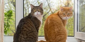 ¿Es cierto que los gatos nos ven como felinos grandes? Esto dicen los científicos