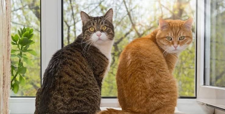¿Es cierto que los gatos nos ven como felinos grandes? Esto dicen los científicos