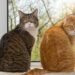 ¿Es cierto que los gatos nos ven como felinos grandes? Esto dicen los científicos