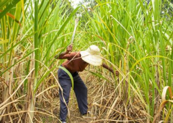 República Dominicana amplía su acceso al mercado azucarero de Estados Unidos