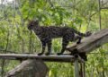 Descubren en Bolivia una nueva especie de felino, la primera en más de un siglo