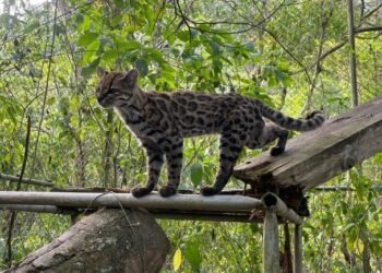 Descubren en Bolivia una nueva especie de felino, la primera en más de un siglo