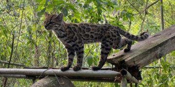 Descubren en Bolivia una nueva especie de felino, la primera en más de un siglo