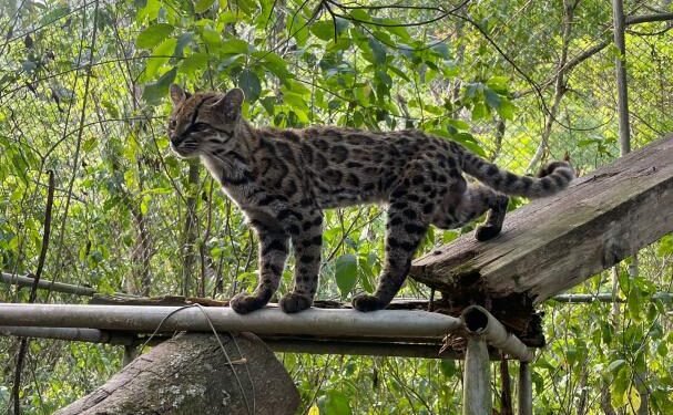 Descubren en Bolivia una nueva especie de felino, la primera en más de un siglo