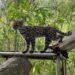 Descubren en Bolivia una nueva especie de felino, la primera en más de un siglo