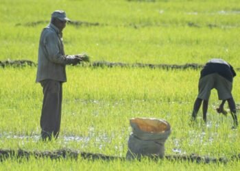EE. UU. considera importante derogar decreto que salvaguarda la producción de arroz de República Dominicana