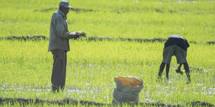 EE. UU. considera importante derogar decreto que salvaguarda la producción de arroz de República Dominicana
