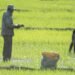 EE. UU. considera importante derogar decreto que salvaguarda la producción de arroz de República Dominicana