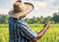 El arroz en la economía dominicana