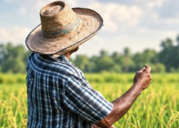 El arroz en la economía dominicana