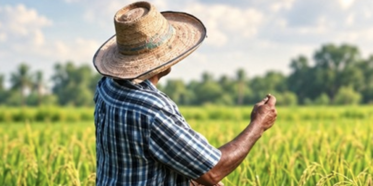 El arroz en la economía dominicana