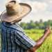 El arroz en la economía dominicana