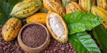 Cacao de República Dominicana podría superar las 100 mil toneladas exportadas para fin de año