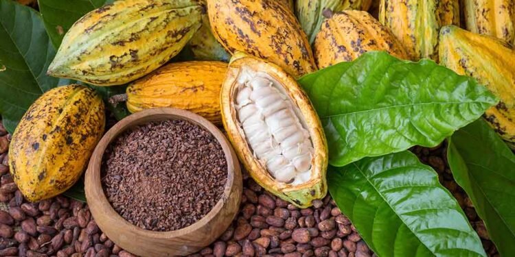 Cacao de República Dominicana podría superar las 100 mil toneladas exportadas para fin de año