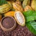 Cacao de República Dominicana podría superar las 100 mil toneladas exportadas para fin de año