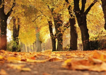 Diez poemas de otoño: ‘Una decadencia de hermosura’
