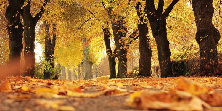 Diez poemas de otoño: ‘Una decadencia de hermosura’