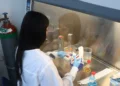 El sargazo, de plaga que lastra el turismo a una prometedora arma contra la malaria más letal