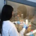 El sargazo, de plaga que lastra el turismo a una prometedora arma contra la malaria más letal