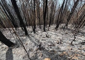 Sembró un bosque para sus hijos; un incendio intencional consumió 25 años de cuidado en Bahoruco